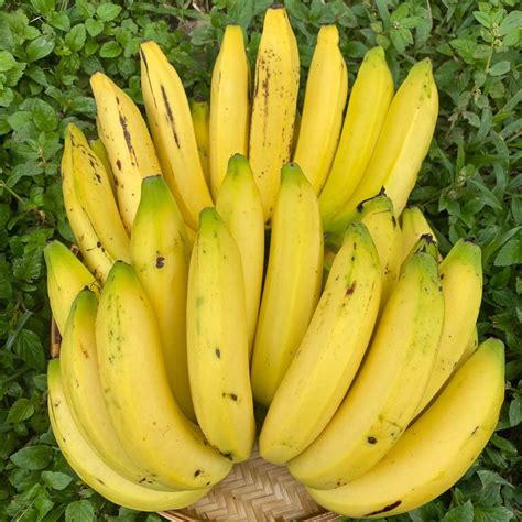 Gros Michel ( French pronunciation: [ɡʁo miʃɛl] ), often translated and known as " Big Mike ", is an export cultivar of banana and was, until the 1950s, the main variety grown. [3]